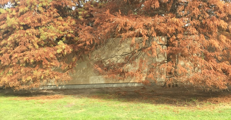 Cenizas del Bosque Jardin de Paz