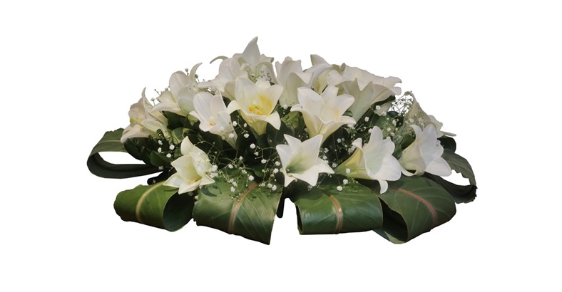 Lilium Blanco