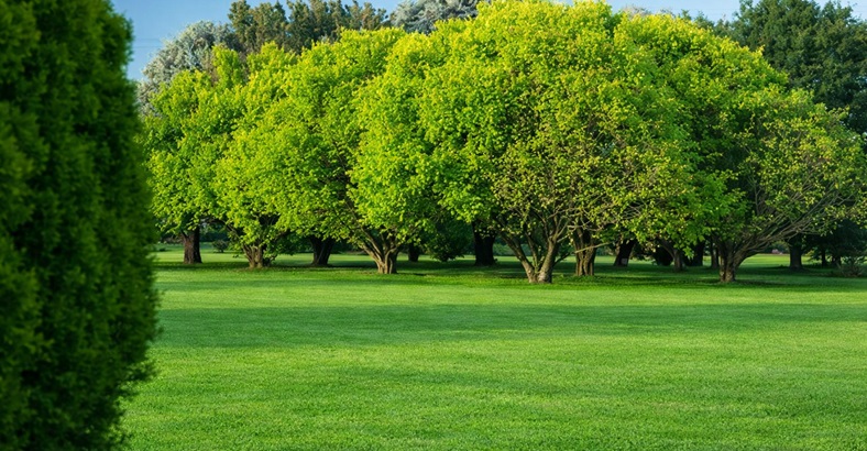 Parcela Temporal Oeste