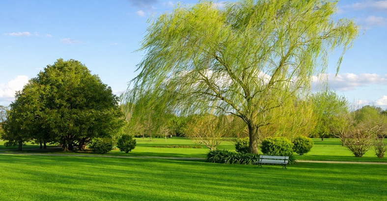 Parcela Clásica Oeste
