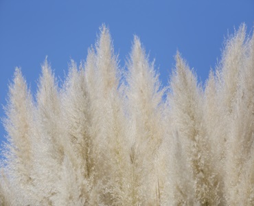 Servicios Adicionales