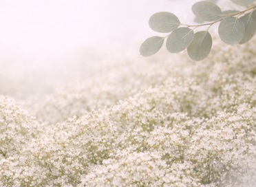 Compañía Principal