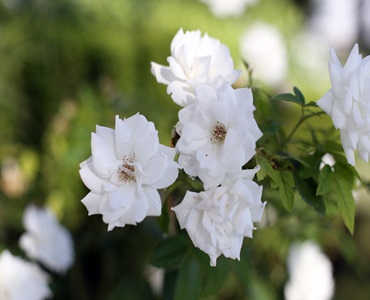 Servicios Adicionales