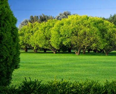 Parcela Tradicional Oeste